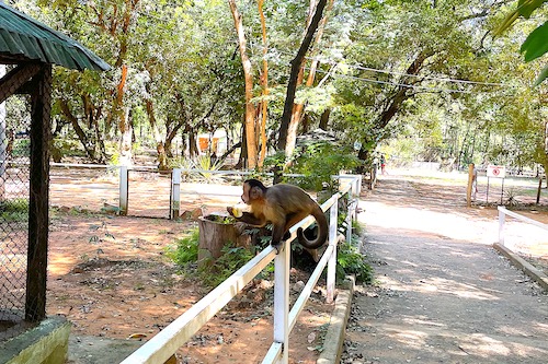 Roman Esco in Paraguay | Freilaufende Affen im Zoologischen Garten.